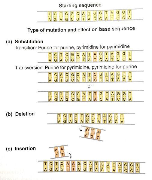 Fichier: Mutations ponctuelles et leur effet sur DNA.jpg