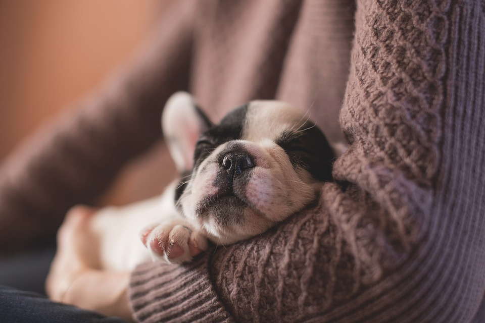 Tiny puppy curled up in owner's arms