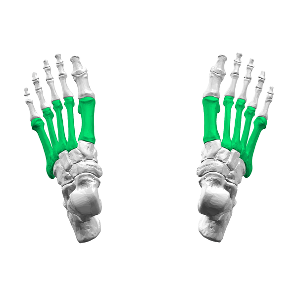 File:Metatarsal bones01 - superior view.png