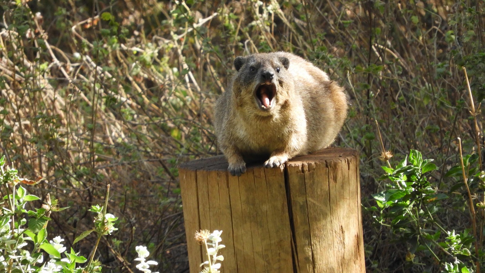 Dassie Botaniese tuin Pretoria