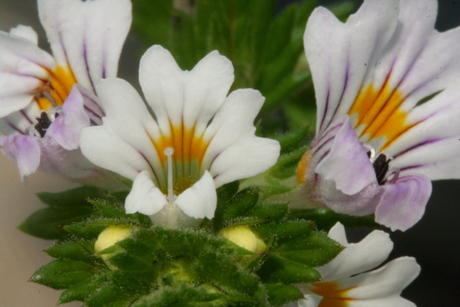 https://upload.wikimedia.org/wikipedia/commons/d/de/Euphrasia_rostkoviana_ENBLA08.jpeg