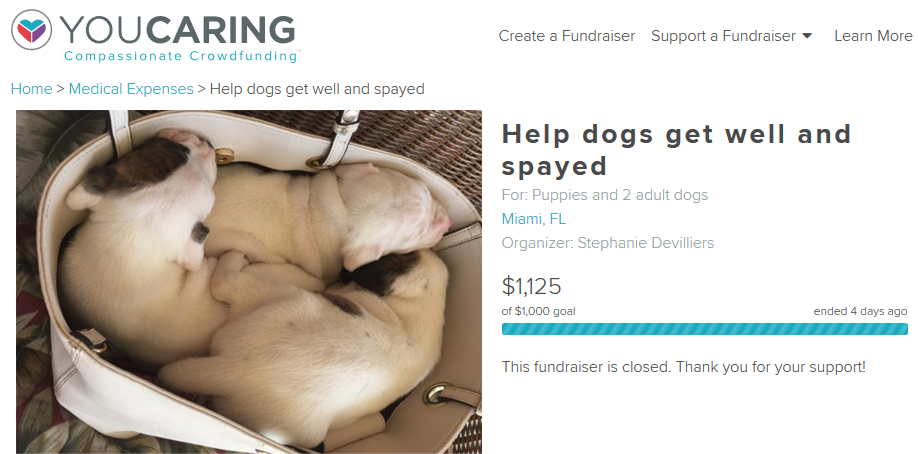 Help_dogs_get_well_and_spayed_Medical_Expenses_-_YouCaring_2015-12-14-1450143200549.png