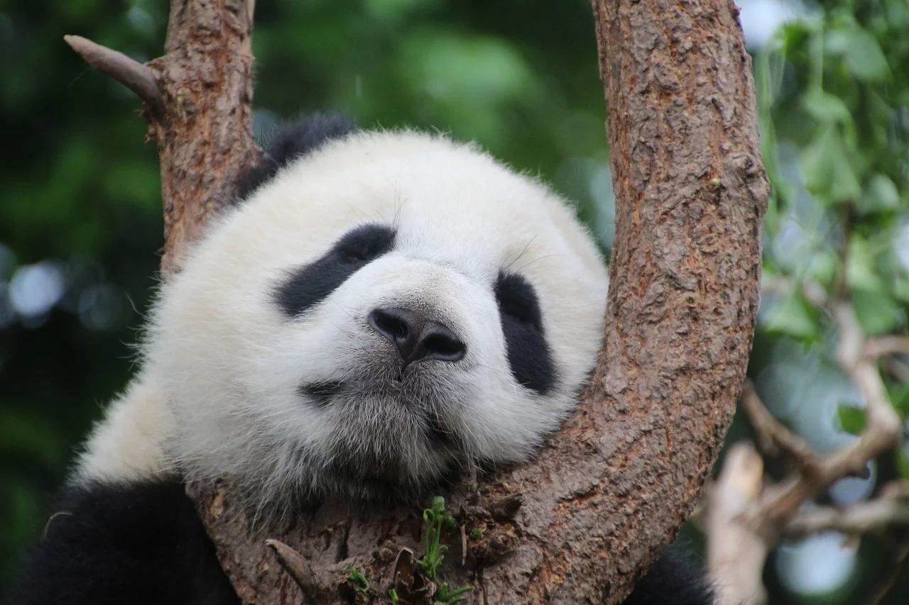 Panda at Beijing Zoo