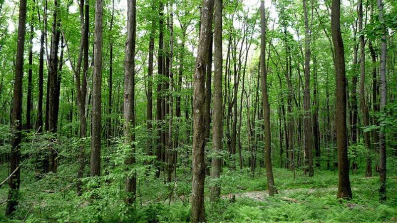 Cập nhật thay đổi mới nhất bảng giá đất rừng sản xuất 2022