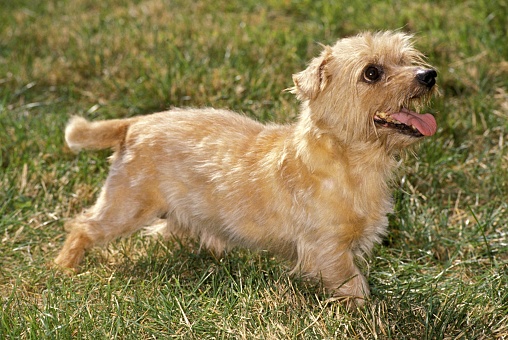 border terrier vs norfolk terrier