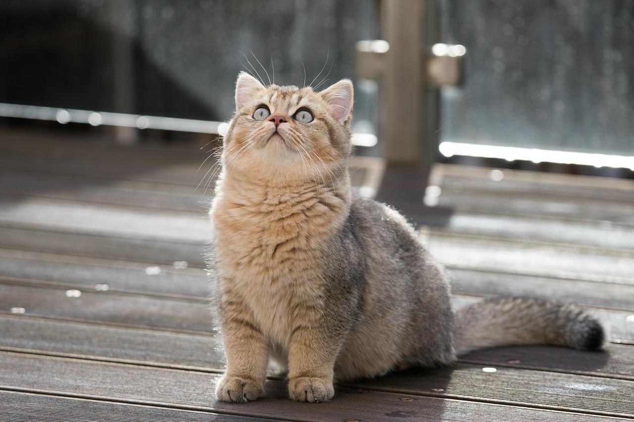 British Shorthair: 