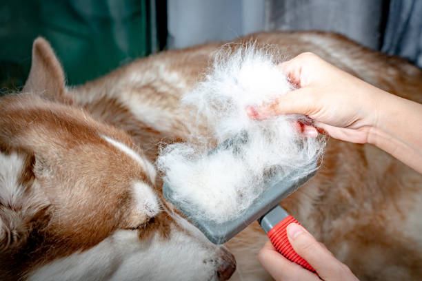 How to Groom a Wooly Siberian Husky