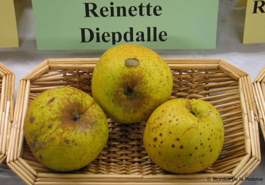 Reinette Diepdalle.jpg