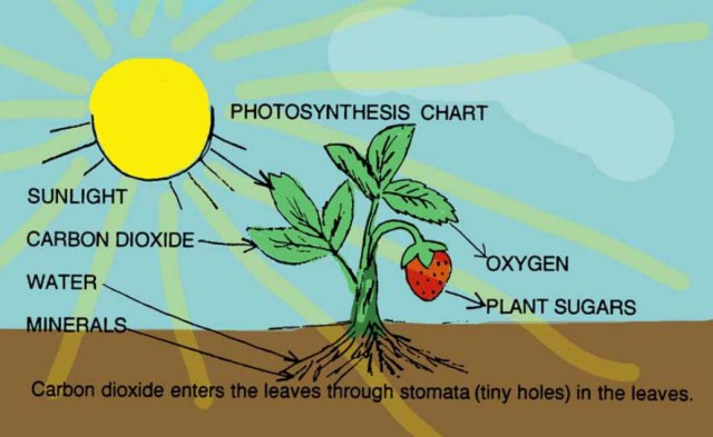 CO2 as Plant Food.jpg