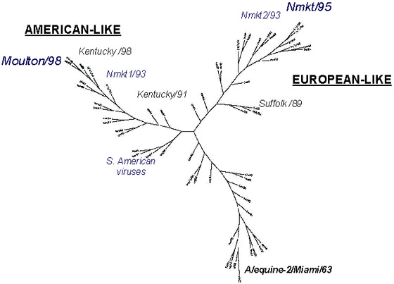 Phylogenetic tree of equine influenza A.