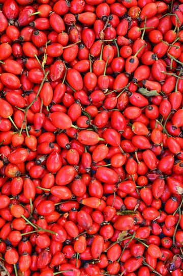 #DescriçãoDaImagem: várias sementes da planta Rosa Mosqueta estão espalhadas; elas são arredondadas, vermelhas e possuem uma ponta escura. Foto: Freepik.