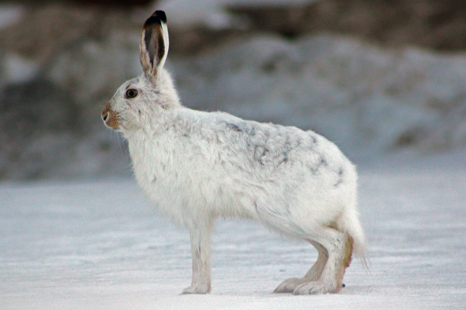 Arctic Hare Facts and Adaptations - Lepus arcticus