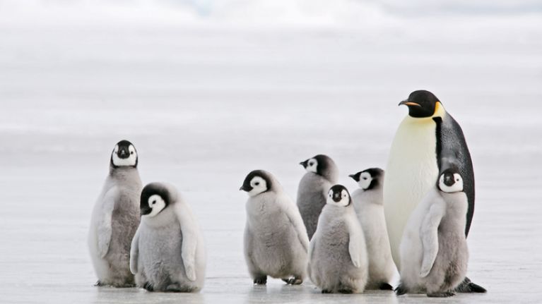 Image result for penguins