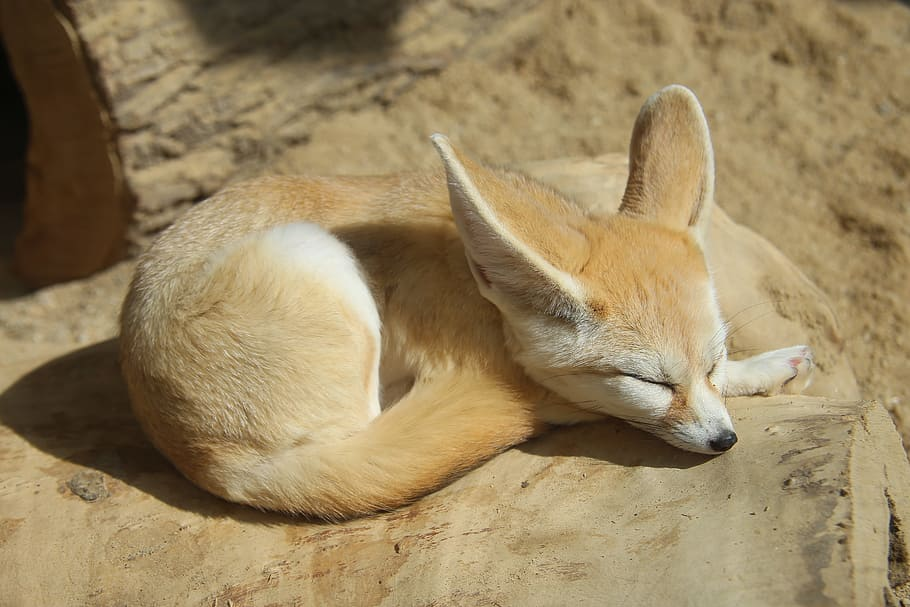 Ten Things You Should Know About Keeping Fennec Fox As A Pet The Furry Companion,Signs Your Spouse Is Cheating On You