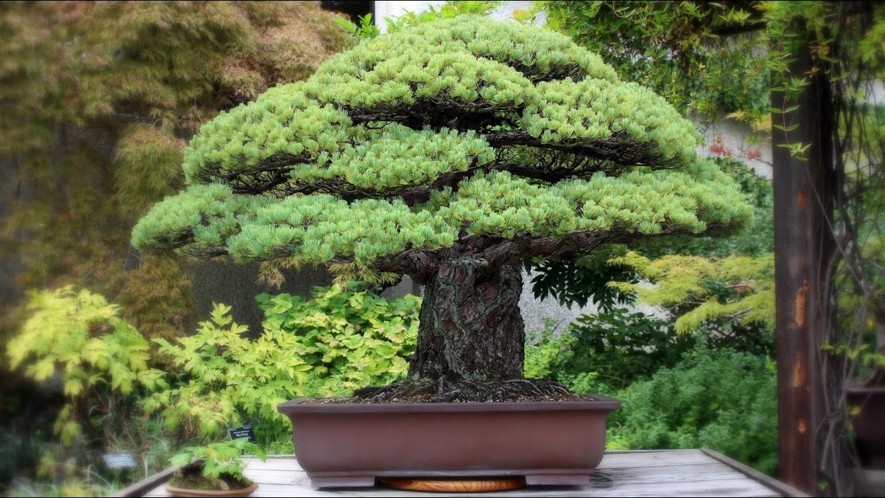 15 Most Expensive Bonsai Trees in the World [Updated 2022]