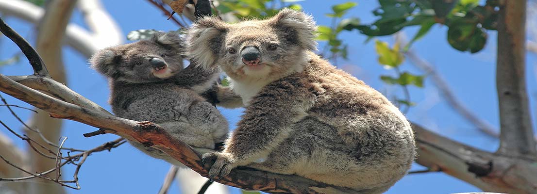 2 koalas in a tree