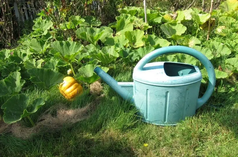 water your pumpkin regularly 