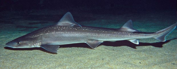 Image result for rig shark