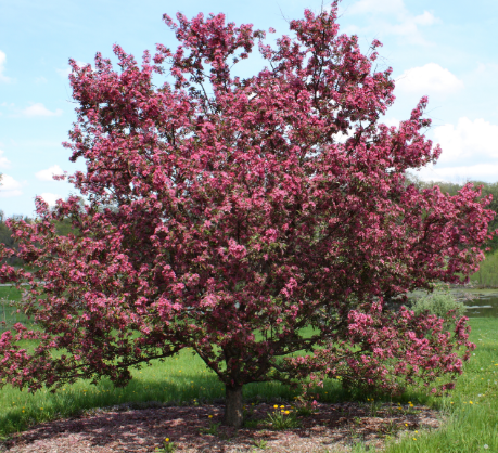 stort fuldt crabapple træ med tonsvis af blomster