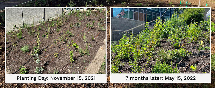 7-month progression of a Miyawaki Method forest