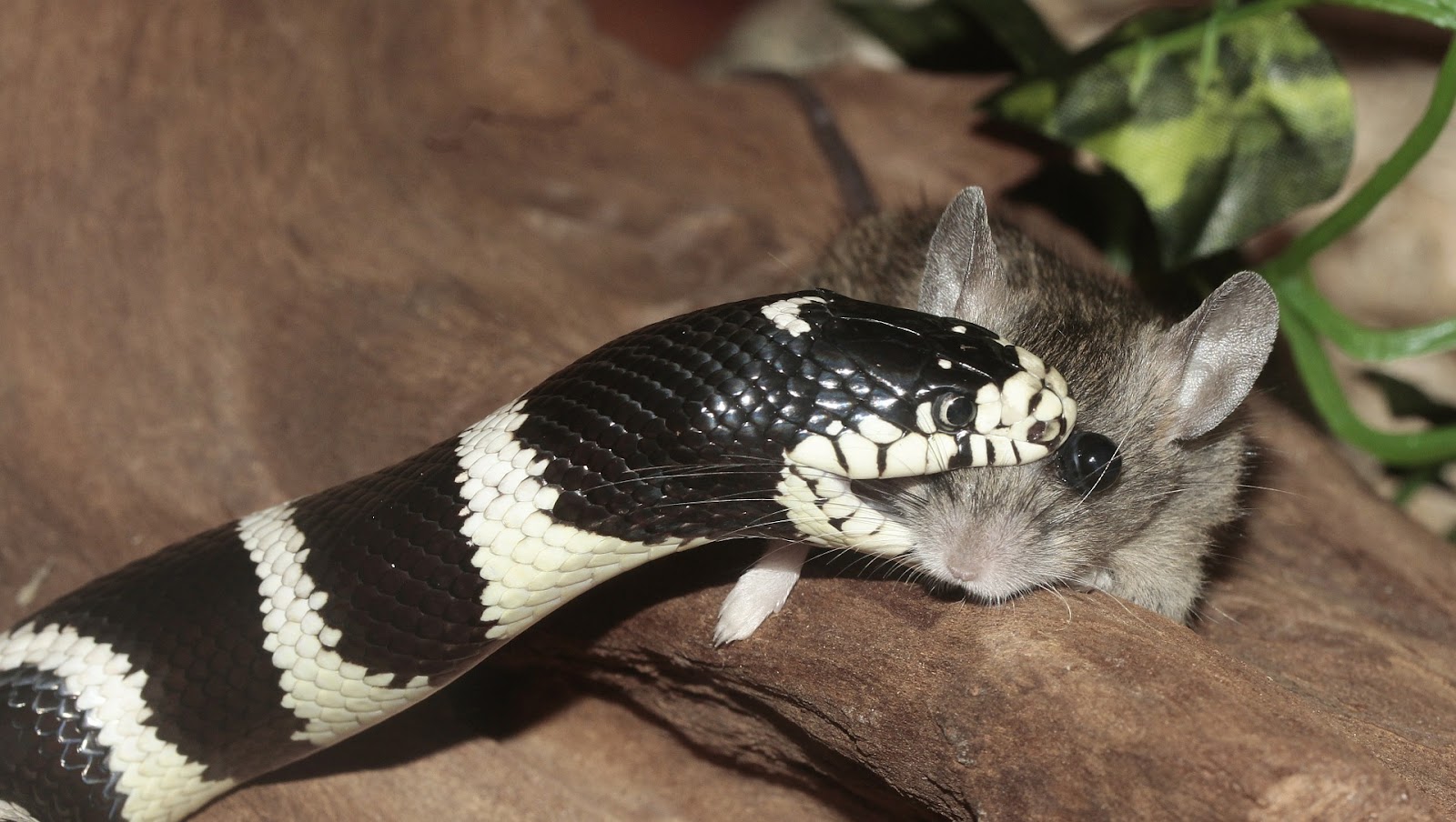 Snake eating mouse