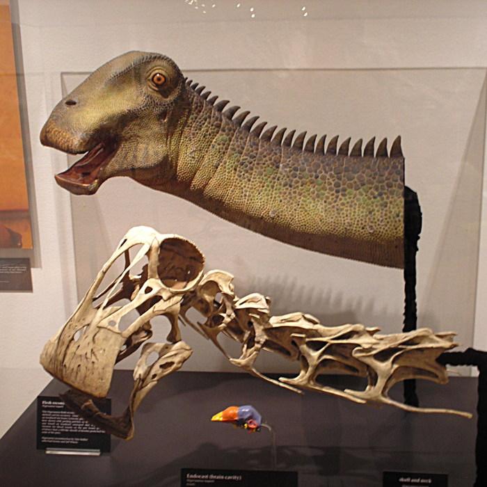 Nigersaurus | Sauropod Vertebra Picture of the Week
