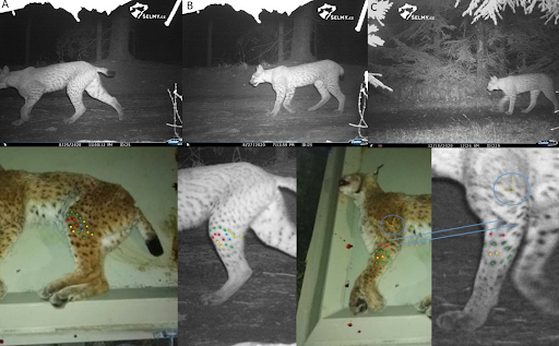 Identification of a dead lynx using images from camera traps
