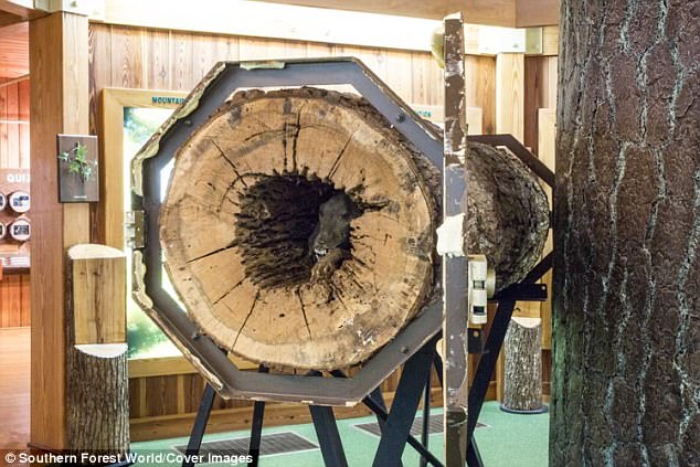 It is estimated that Stuckie had been in the tree for approximately 20 years before the loggers discovered him