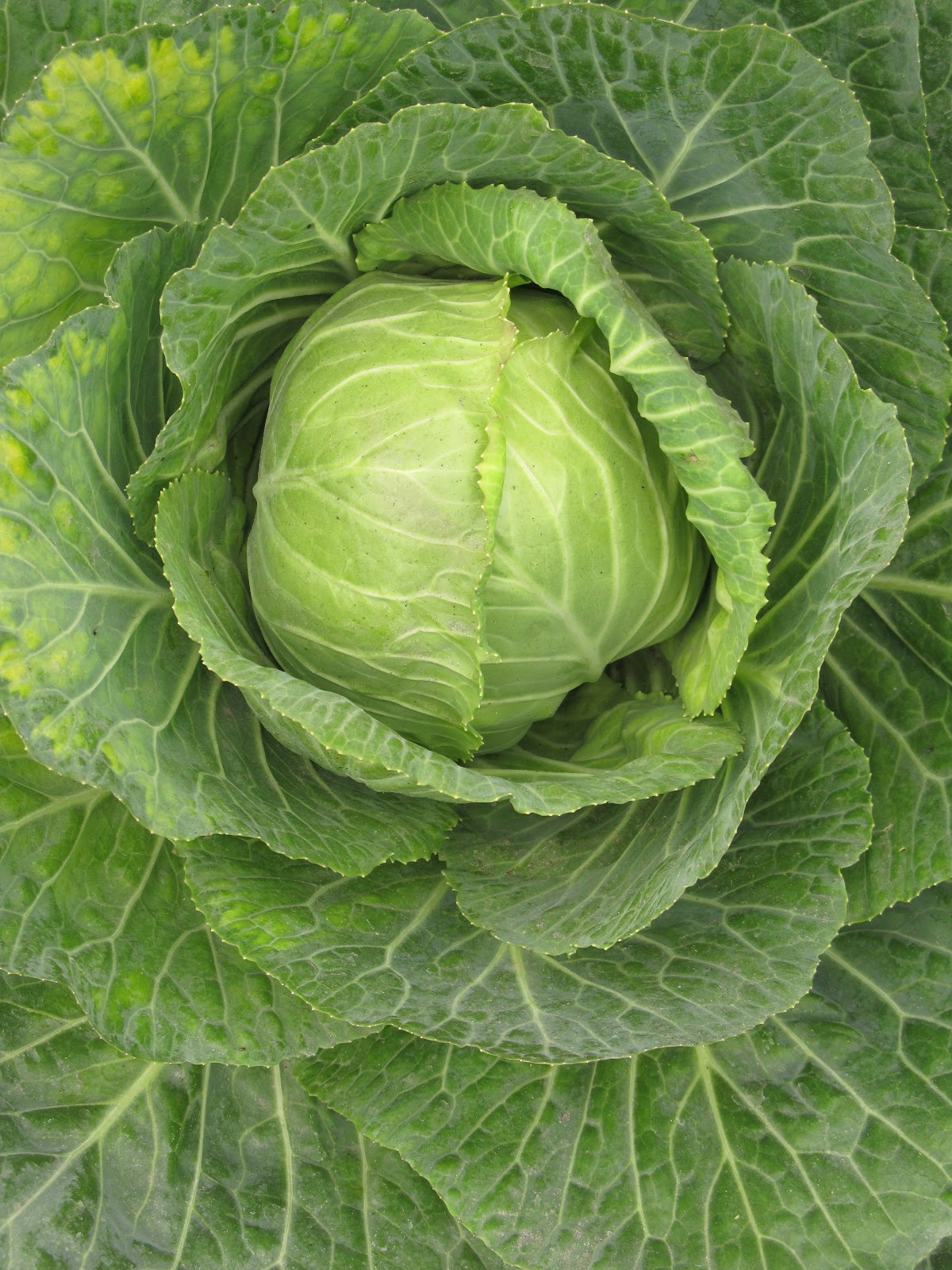 File:Cabbage - Indian Botanic