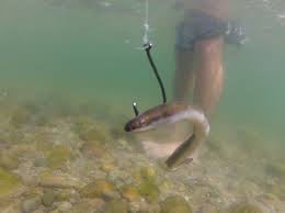 hooked eel to catch striped bass