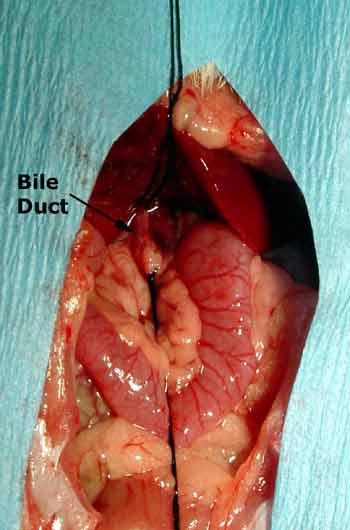 Bile duct near the hilum of the liver, with ligatures pre-placed prior to cannulation.
