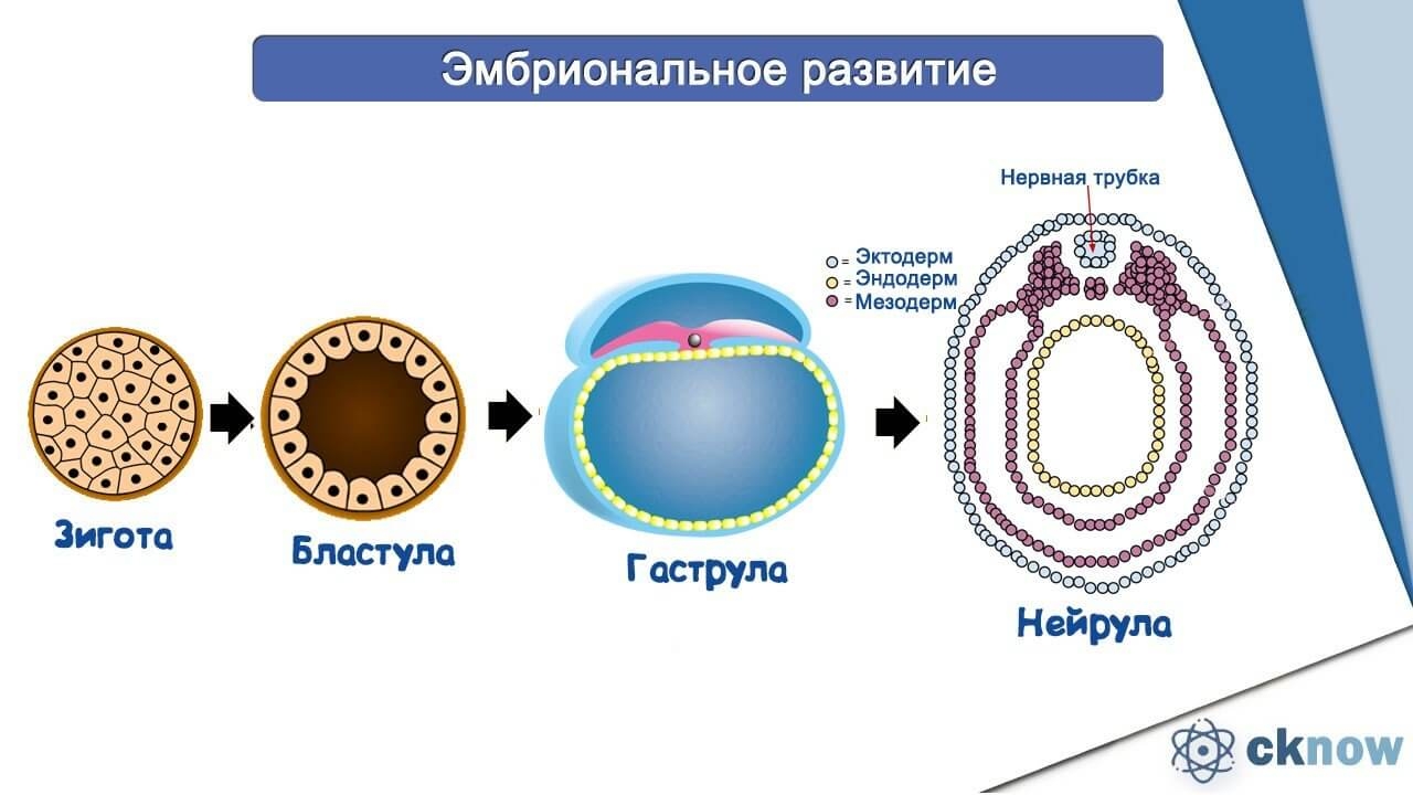 Деление клетки онтогенез. Этапы эмбрионального развития зигота. Эмбриональный онтогенез схема. Стадии развития эмбриона бластула. Онтогенез эмбриональное развитие схема.