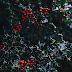 Misteltoe Wallpaper for iPhone and Android