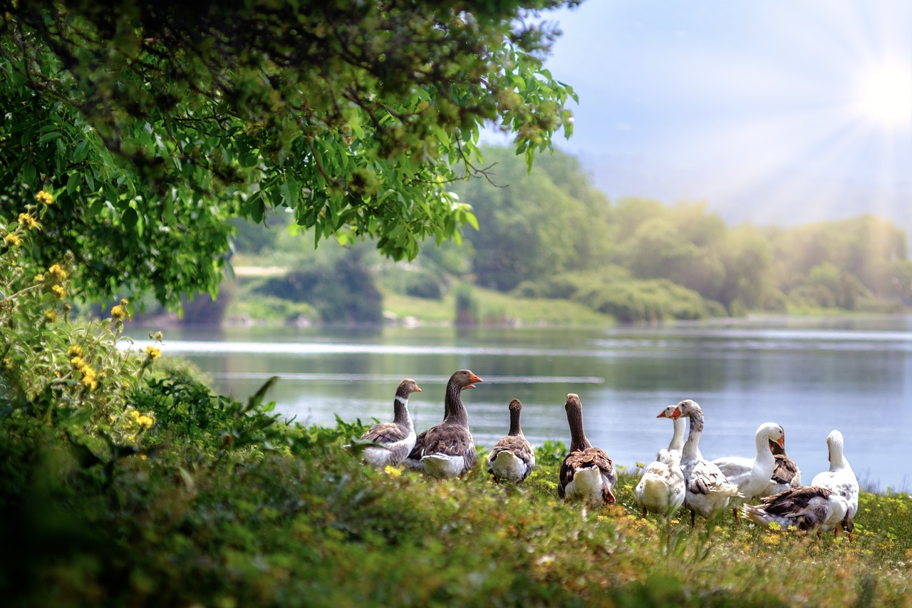 Wild geese next to a lake