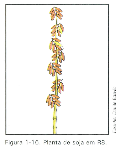 Colheita de soja: Representação de uma planta de soja em R8, momento próximo ao ideal para a colheita 
