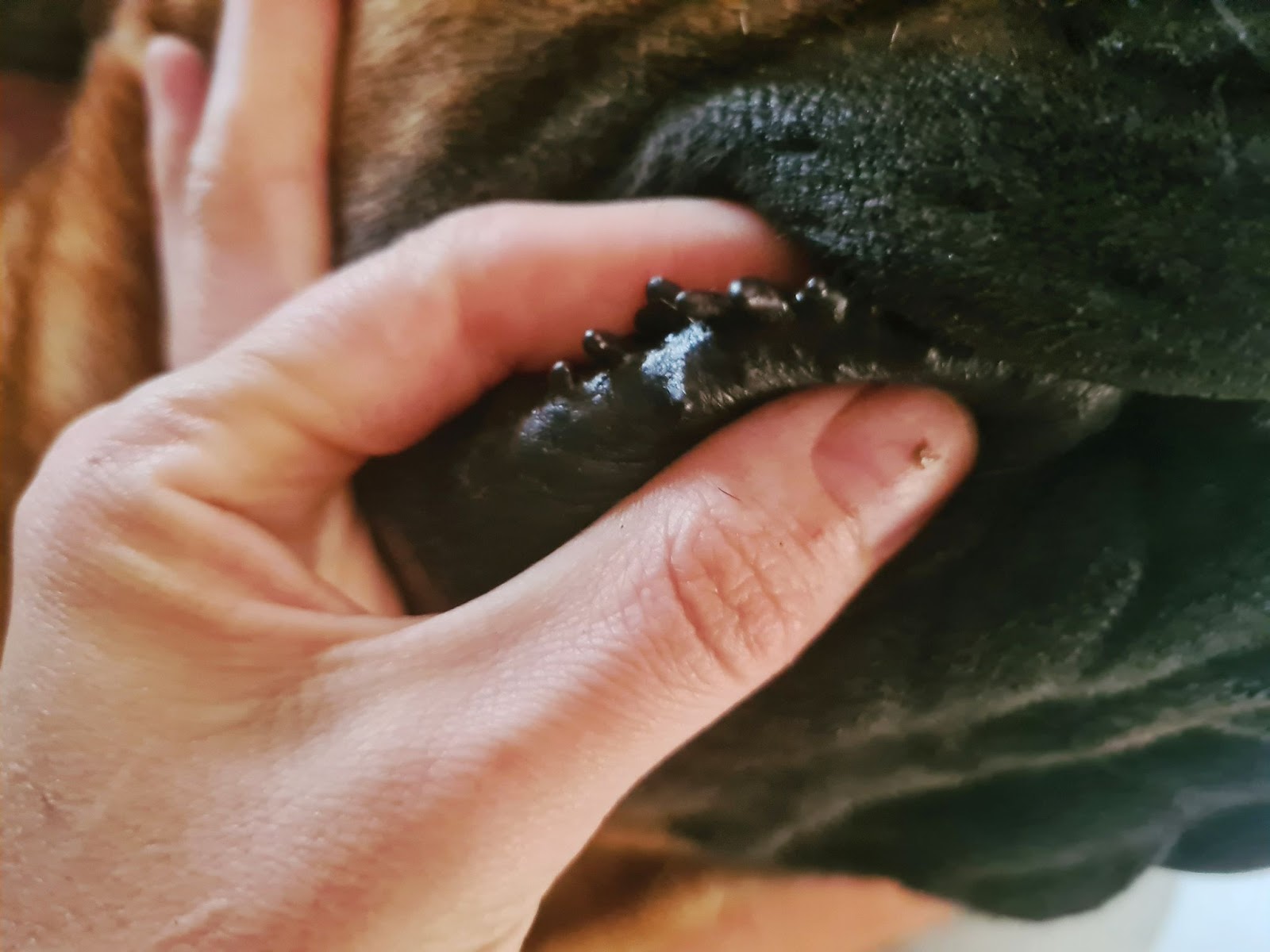 Do Dogs Have Lips Let s Talk About The Rim Of A Dog s Mouth PawSafe