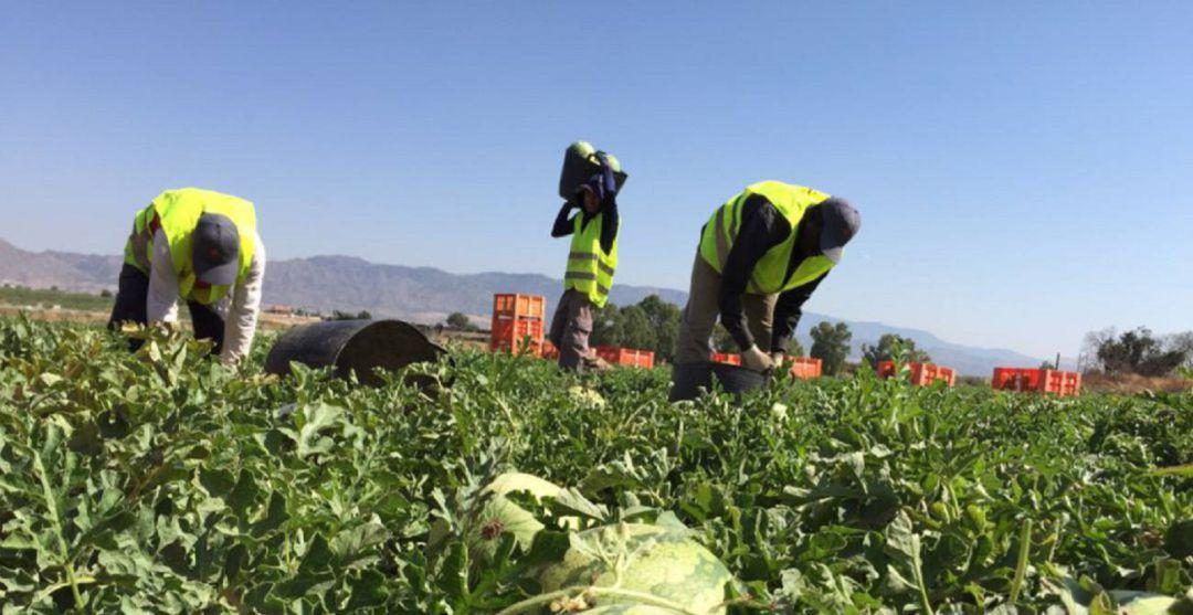 El Llano de Zafarraya, puntero en el cultivo de hortalizas, comienza una nueva temporada