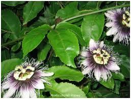 Image result for Passiflora edulis