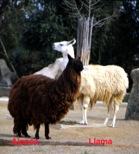 Alpaca and llama