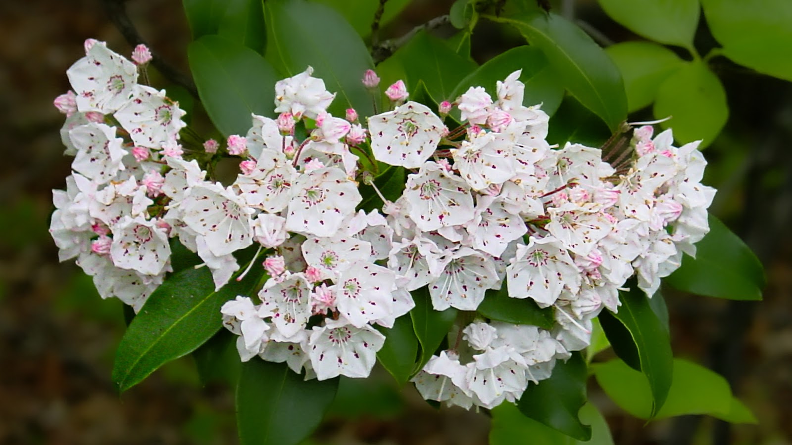 Dogwood blossoms close-up