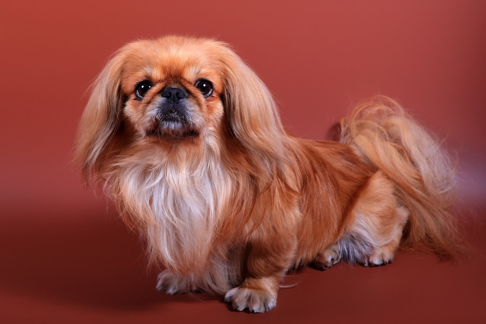 tibetan spaniel in front of red background