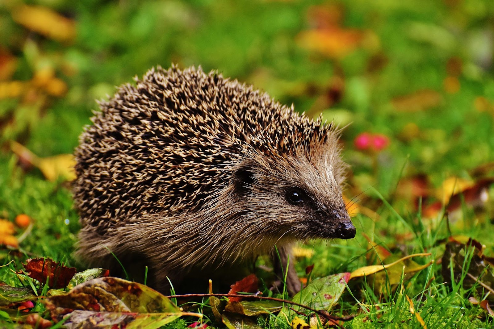 Hedgehog