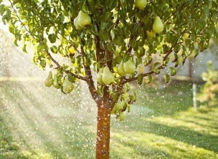 Як доглядати за плодоносними деревами влітку
