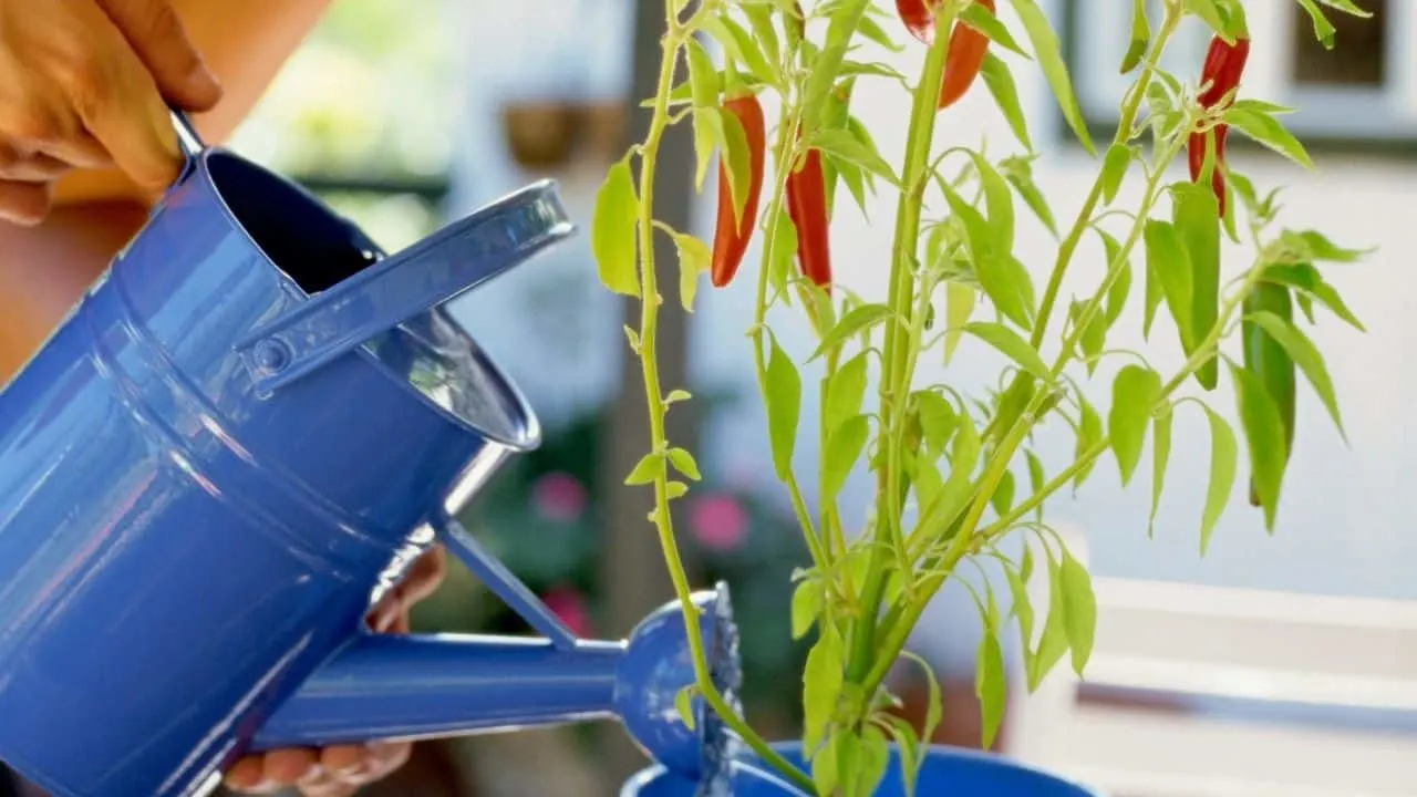  Practice the drip irrigation method.