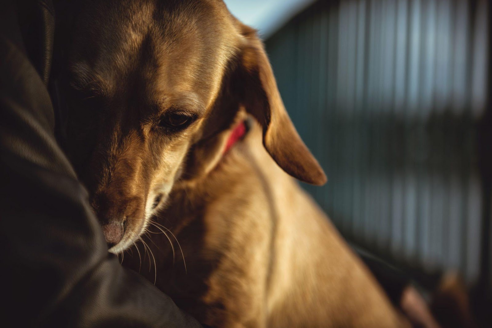 Your Dog Comforts You When You're Sad. Why? 
