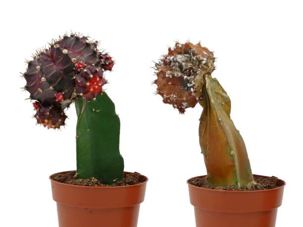 7 Reasons why your Cactus is Turning Brown and How to fix it?