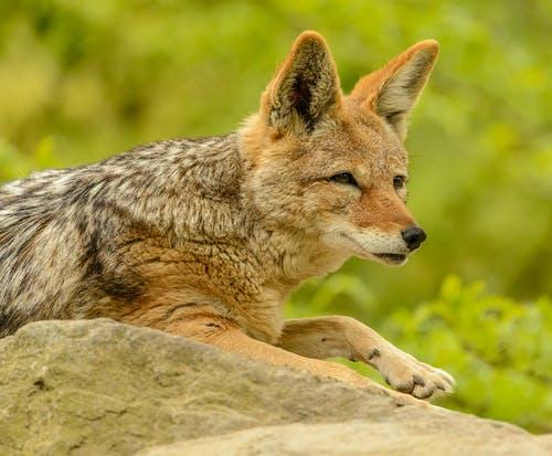 Brown Fox Lying on A Rock