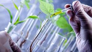 Resultado de imagem para melhoramento genetico de plantas