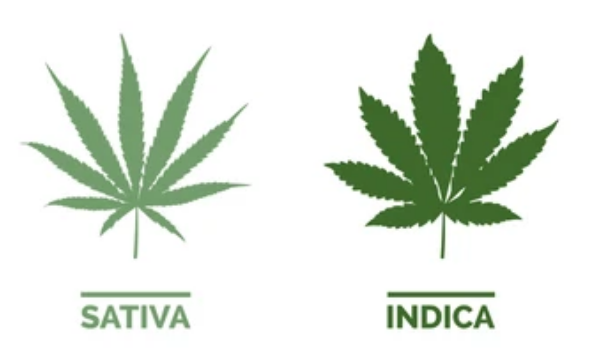 sativa and indica leaves