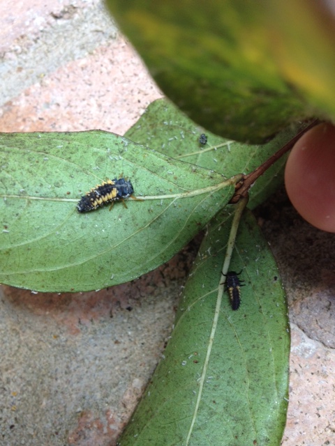 aphids-and-lady-b-larvea1.jpg